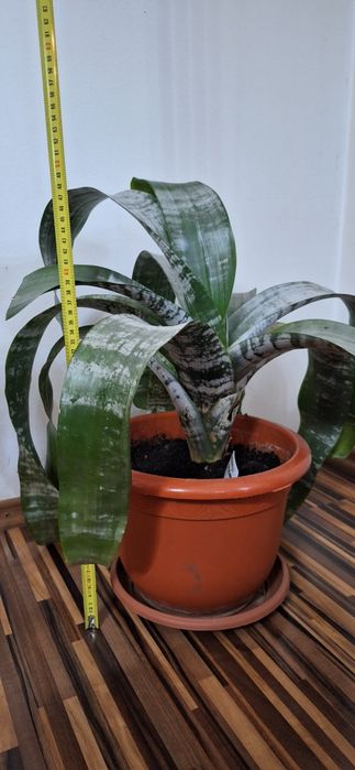 Oferta 6 plante de apartament