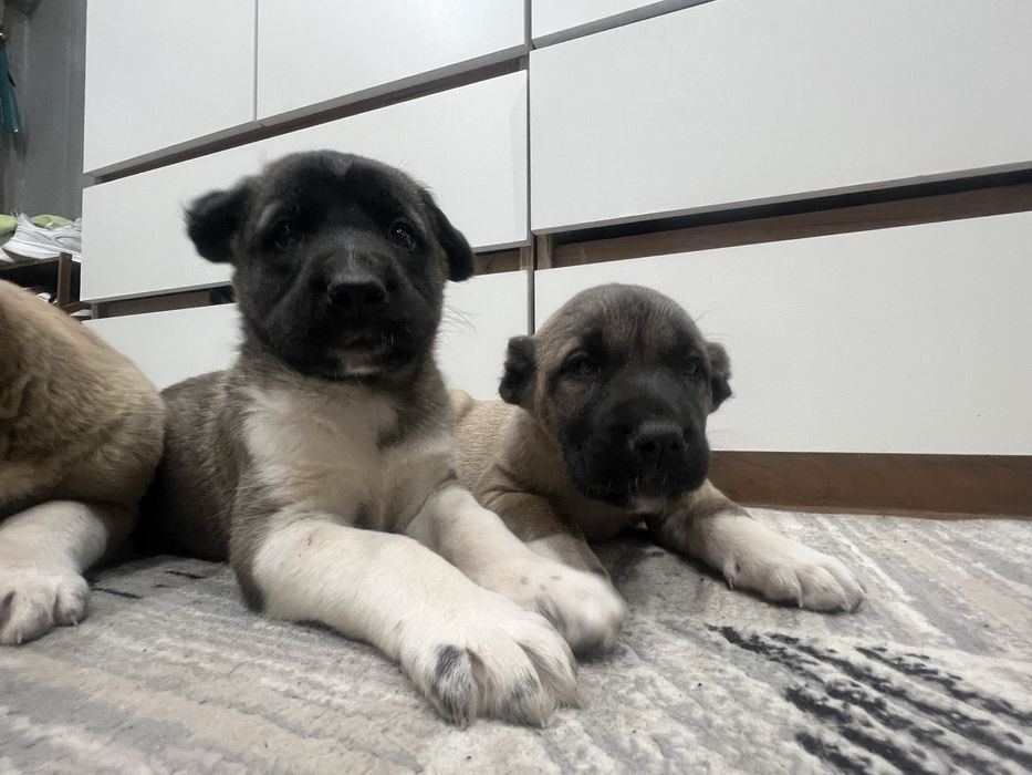 Продаются щенки породы Кангал