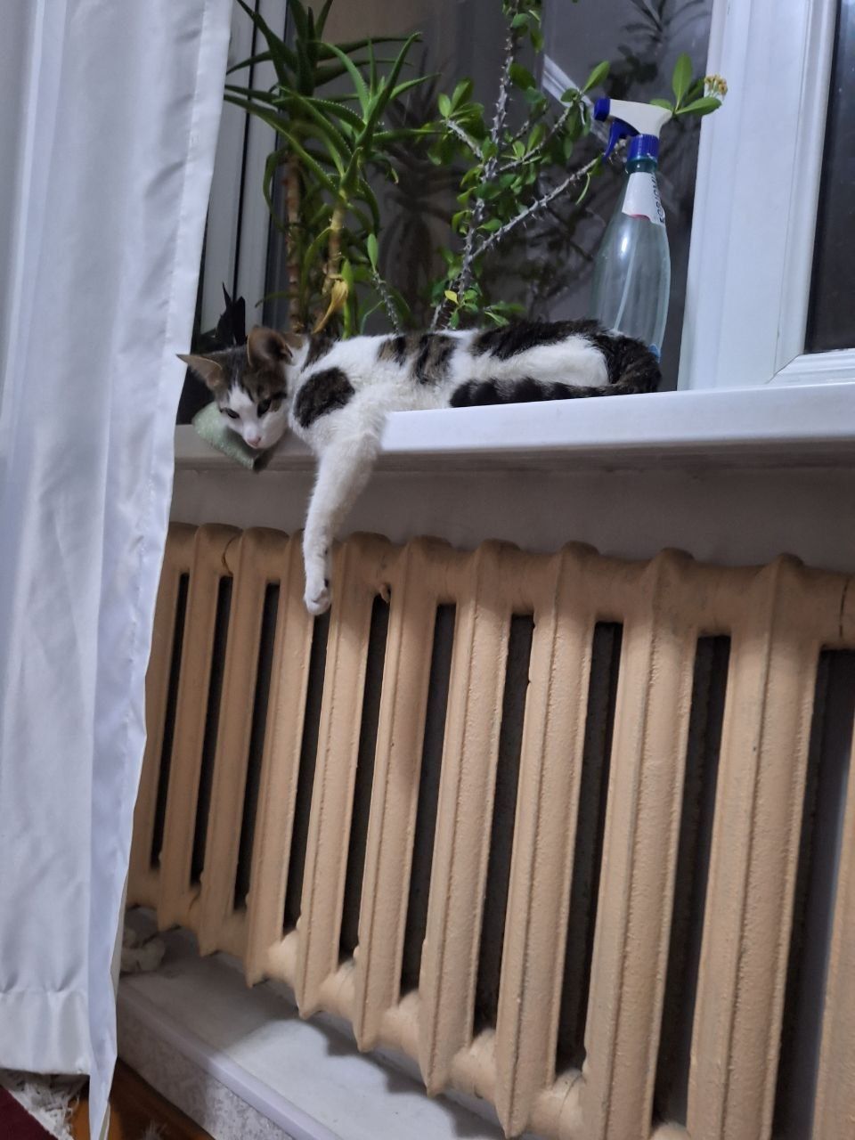 Отдам кота в хорошие руки