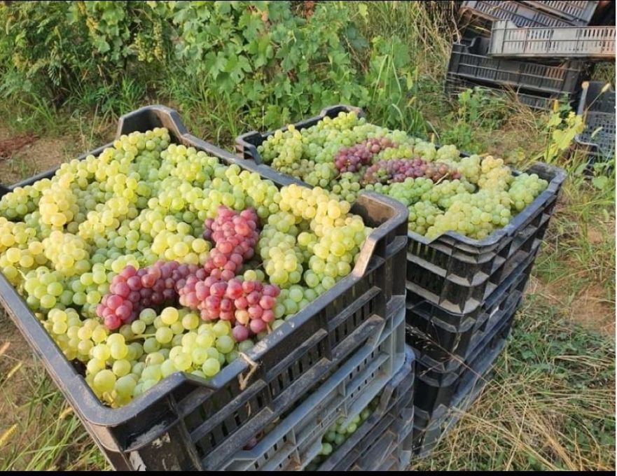 Vand struguri de vin!