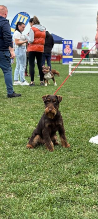 Puppy Jagdterrier / vanatoare