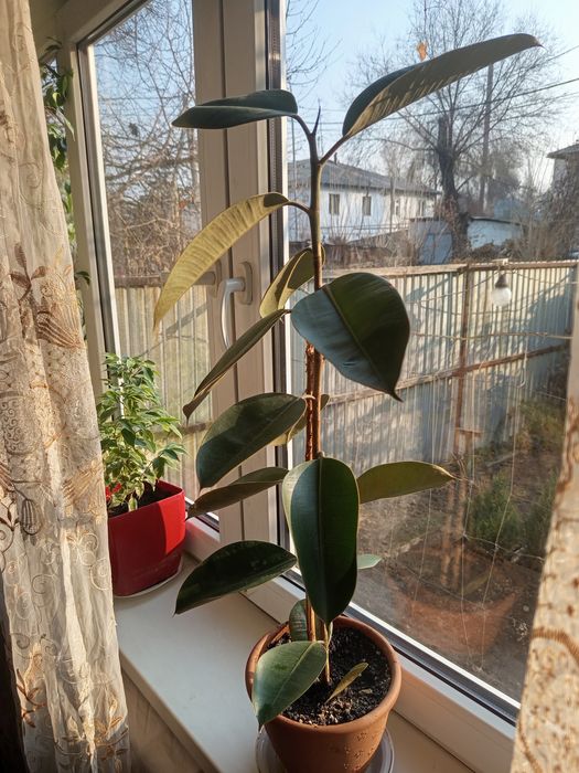 Фикус каучуконосный