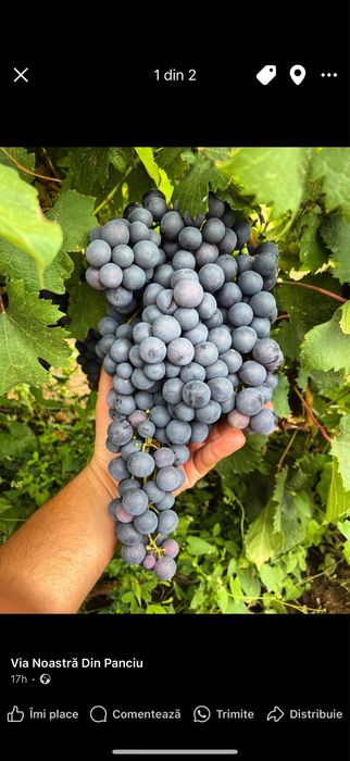 Struguri de masa si de vin