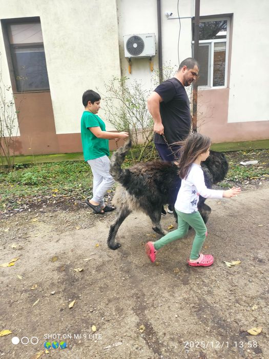 Ciobanesc caucazian de pază 4 ani