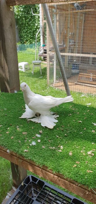 Голуби бойные разных мастей