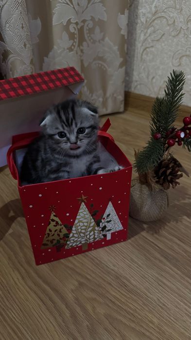 Котята шотландцы