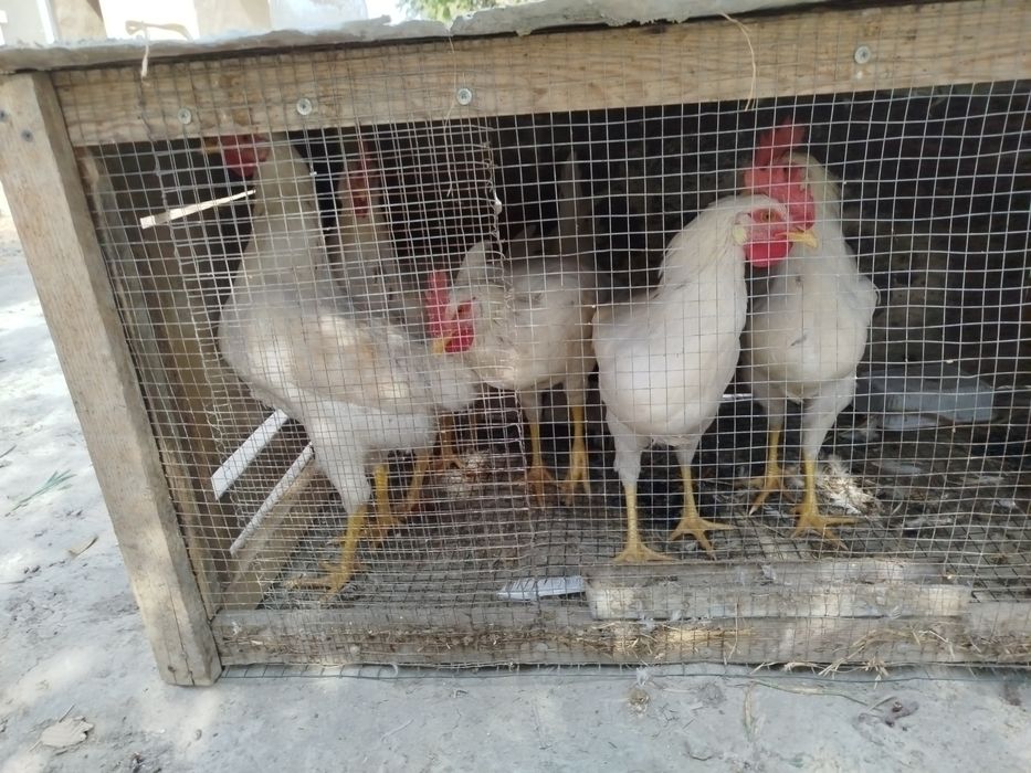 Xõroz sotiladi rangi oq