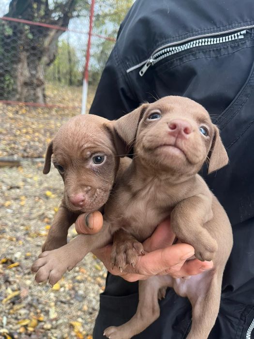 Femelute paterdale terrier