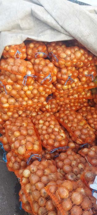 Ceapa galbena si ceapa rosie