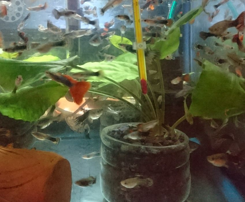 Мечиносцы чёрные, Мечиносцы красные, Моллинезии, Гуппи, Анциструсы.