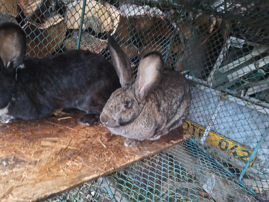 Iepuri și cocoș pitic