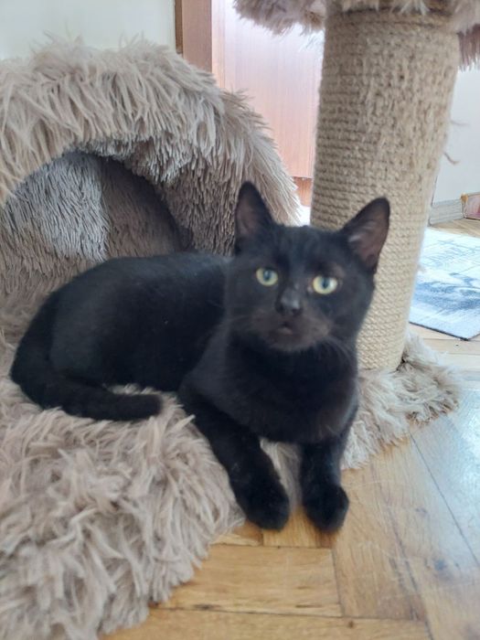 Подарявам малко черно женско коте с ваксини и осигурена кастрация
