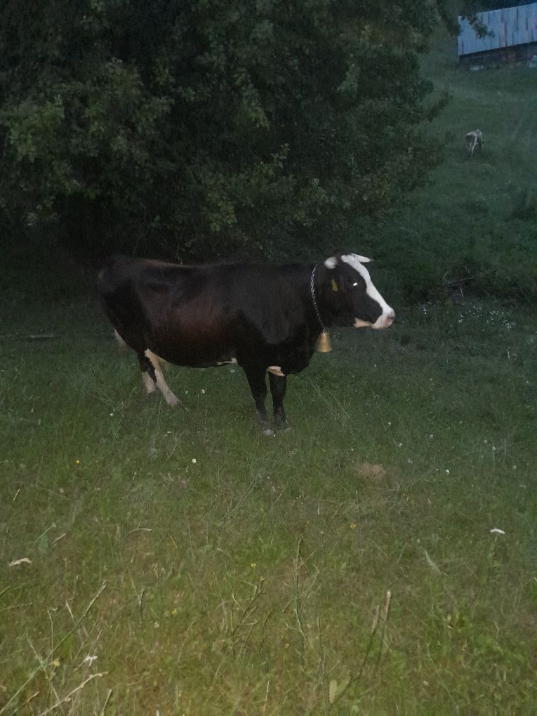 Vând vaci pentru abator.