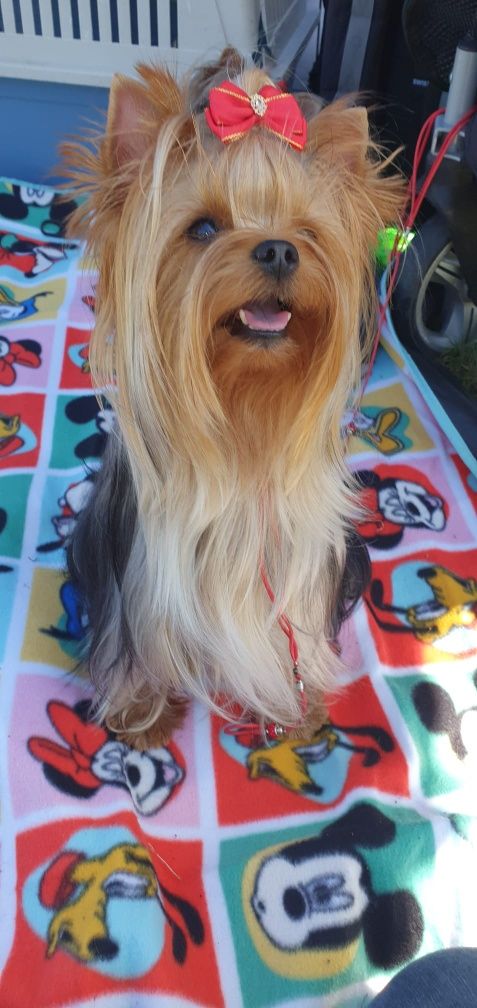 Yorkshire Terrier pedigree ACHR/FCI