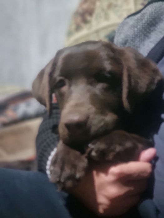 Продаётся щенок лабрадора