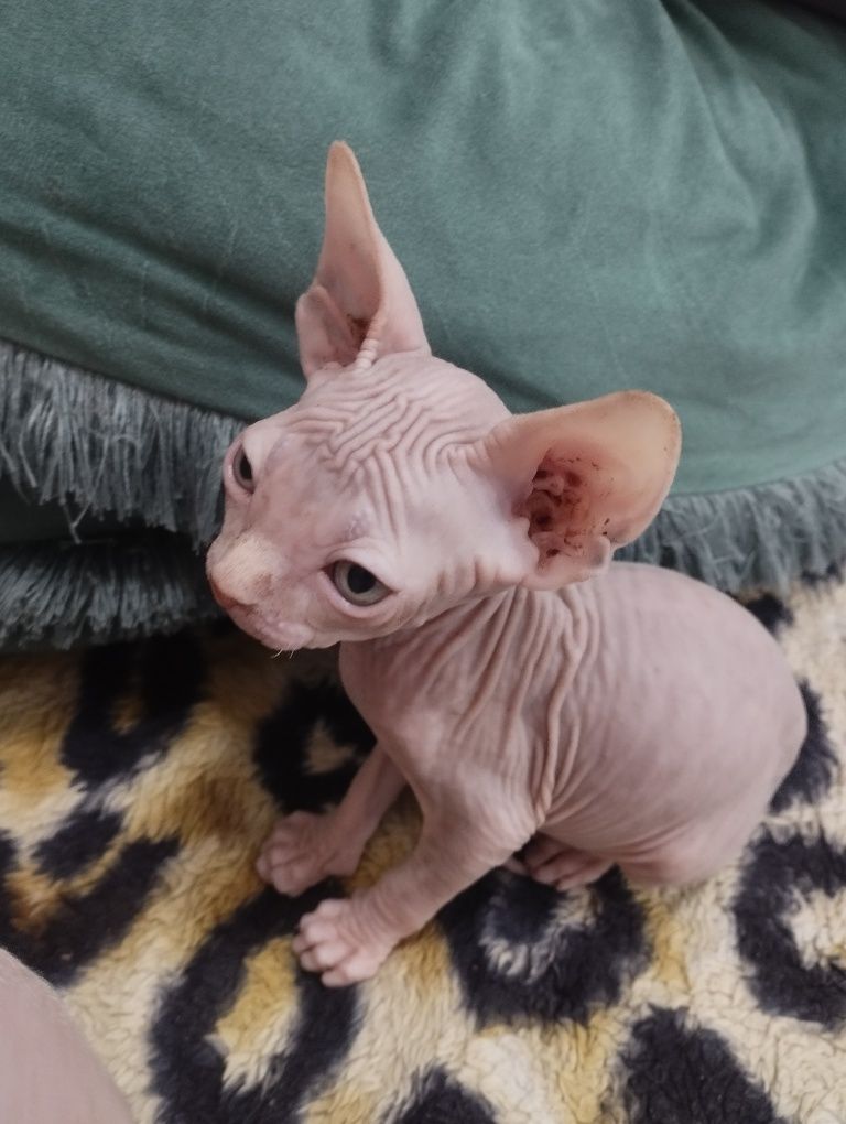 Котята Сфинкс продаютца