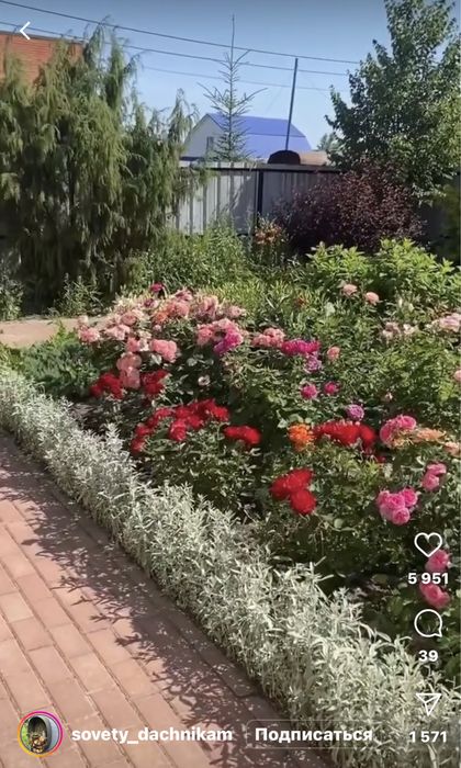 Продаются многолетние цветы, злаки, декоративная трава