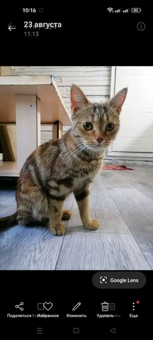 Отдаю шотландская кошка