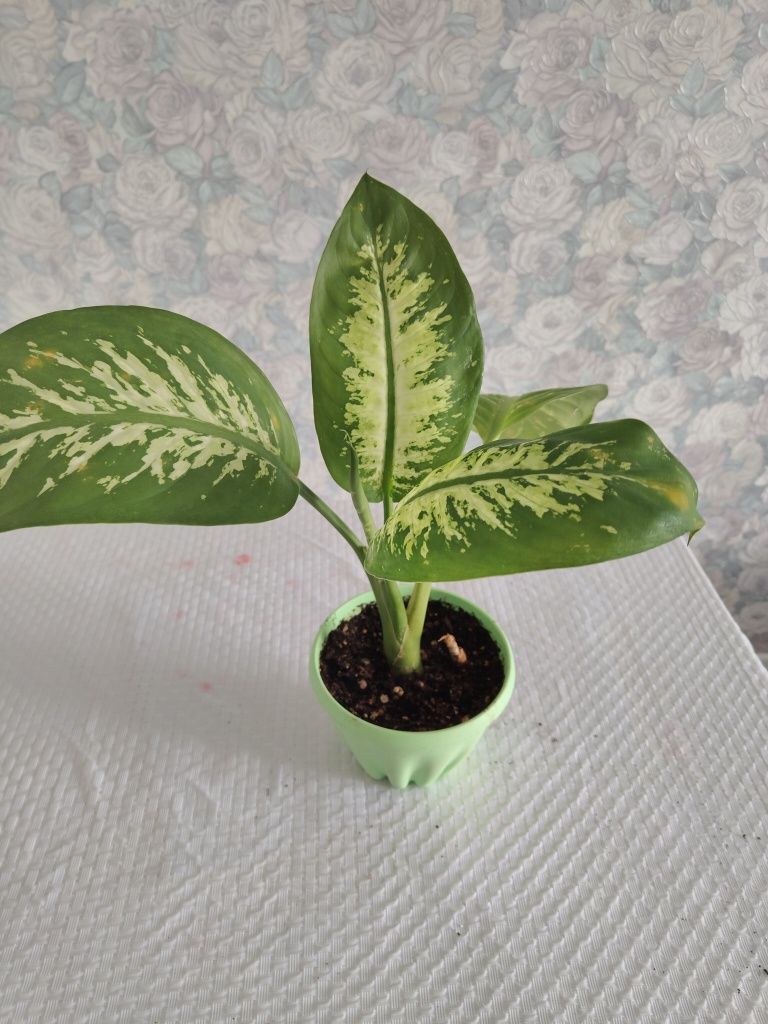Продам диффенбахия