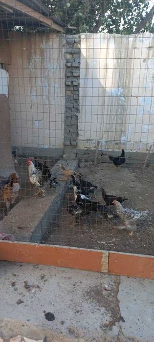Продаётся домашные курицы и петухи. Недорого.