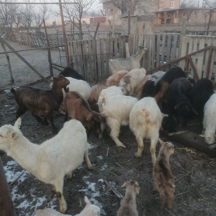 Vând capre fatate cu iezi