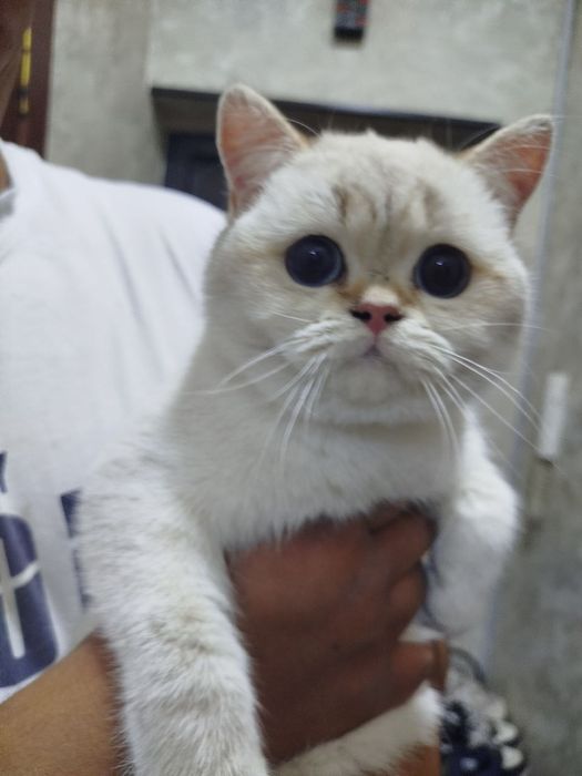 Продам шиншиллу девочка