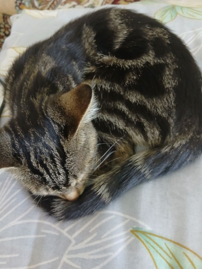Bengal mushuk toza qonli