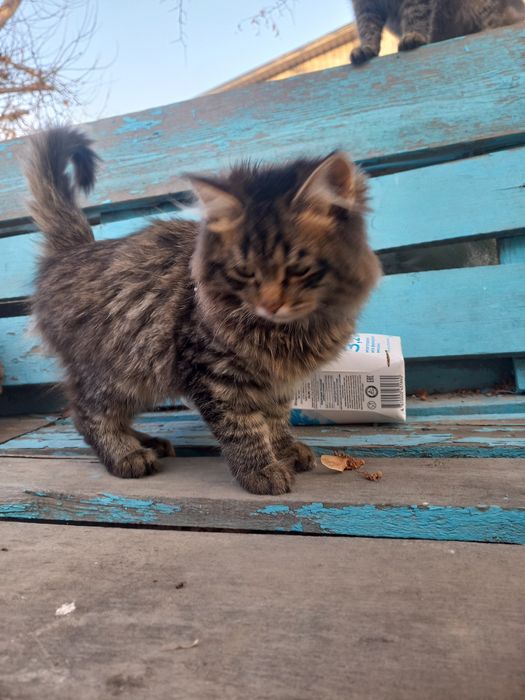 Котенок окрас табби