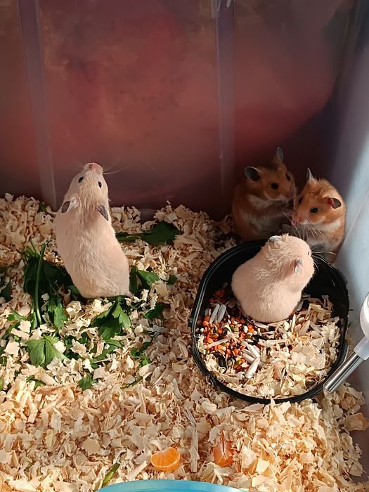 Продается хомяк.