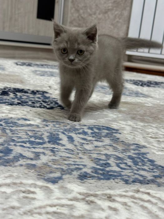 Очаровательные котята ищут дом