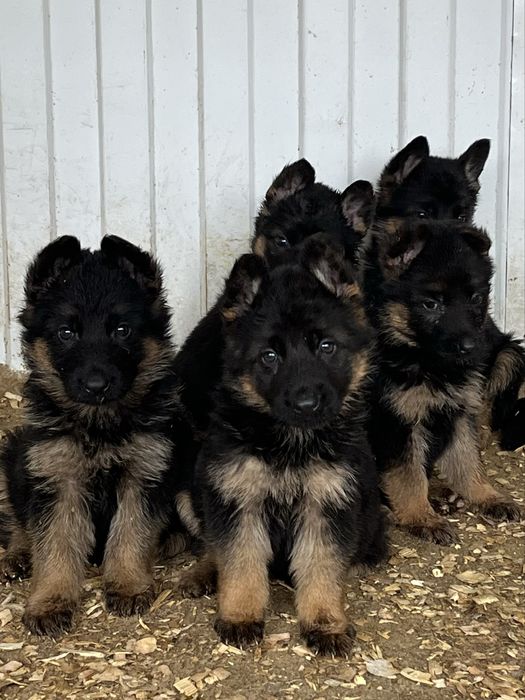 Щенки немецкой овчарки