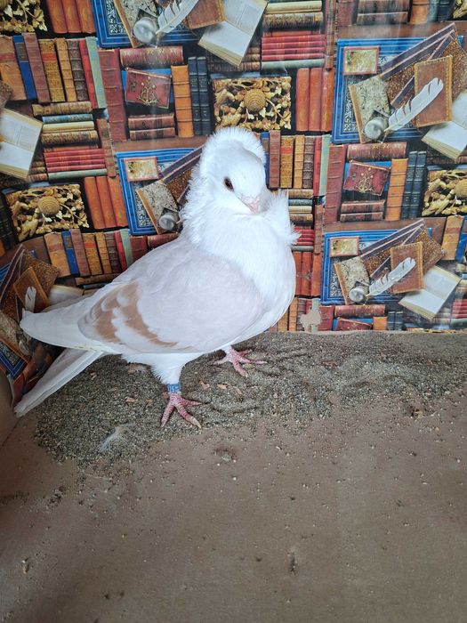 Porumbei pescăruș german tip vechi