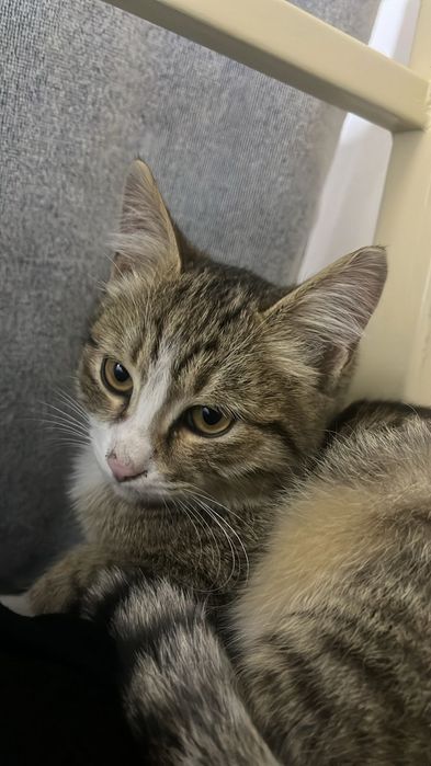 Ищем дом для кота