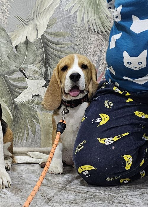 Породистая девочка бигля