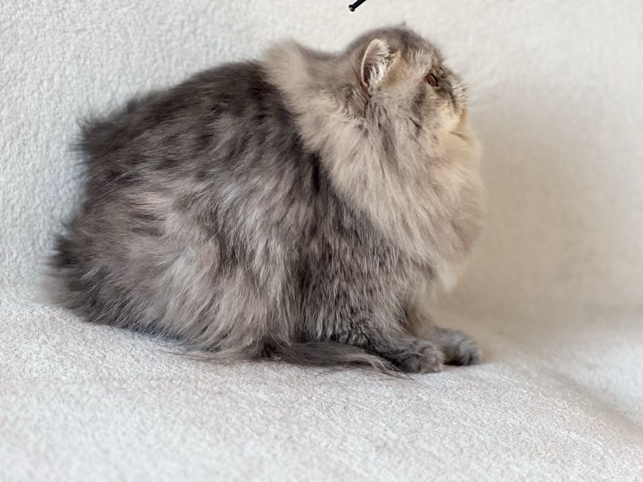 Чистопородна персийска женска котка-3 години, синьо таби – търси дом