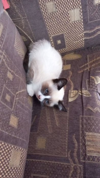 Pui de pisica snowshoe