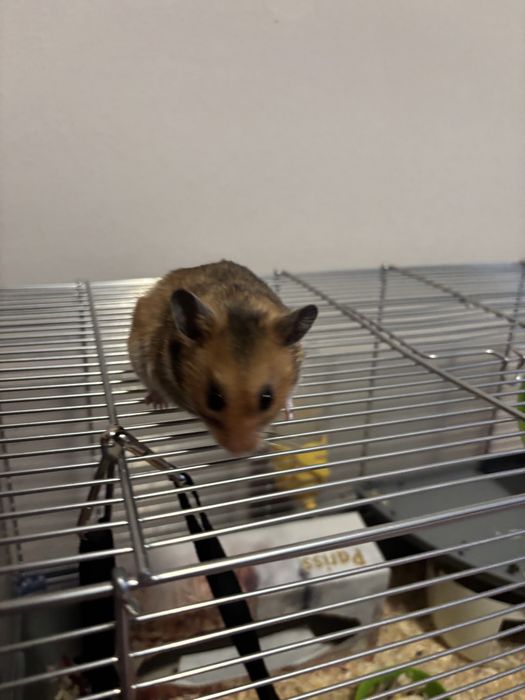 Vând hamster cu cușcă frumoasă complet.