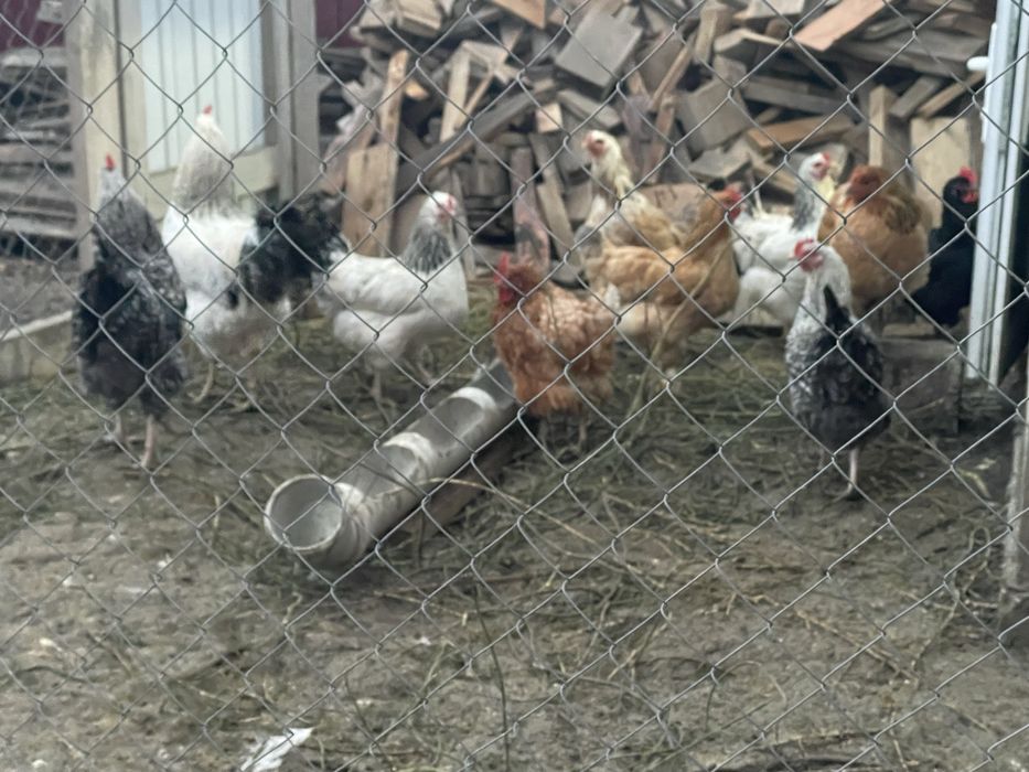 Үйдің тауықтары сатылады