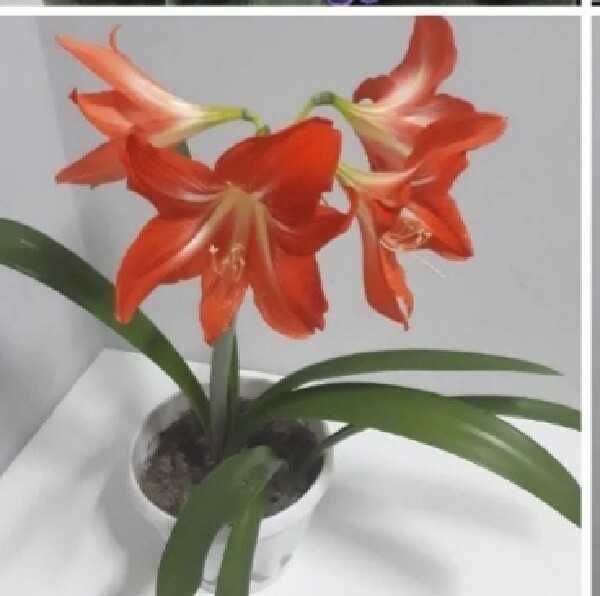 комнатные цветы гиппеаструм (амариллис)