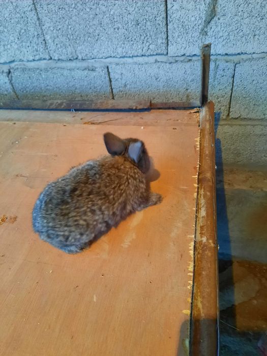 Quyon, quyon bolalari sotiladi