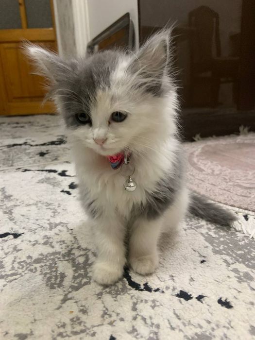 Продаётся кошка трёхмесячный порода норвежский лесной кошка  девочка .