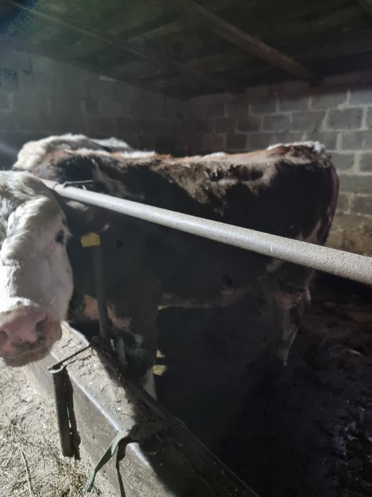 продам бычков 9 голов