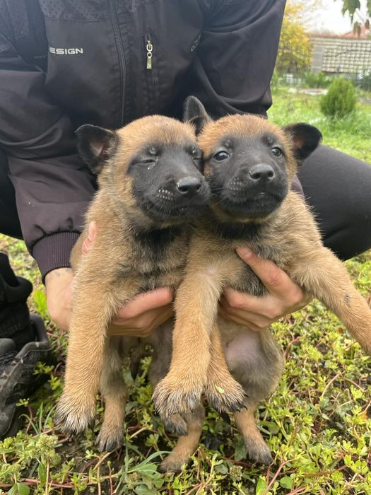 Белгийска овчарка-Малиноа