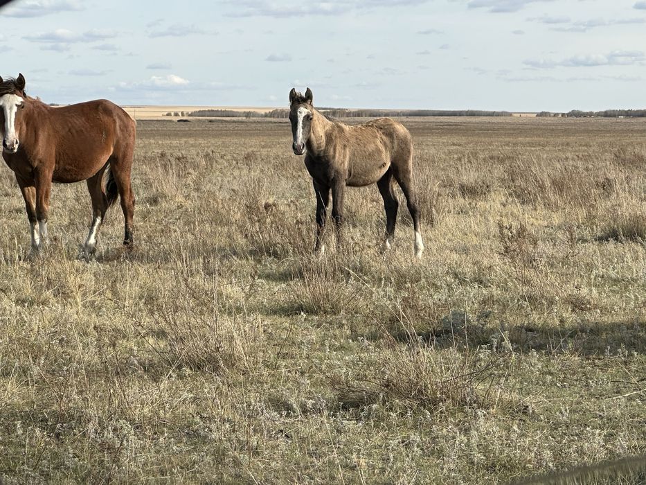 Продам апрельских жеребчиков .