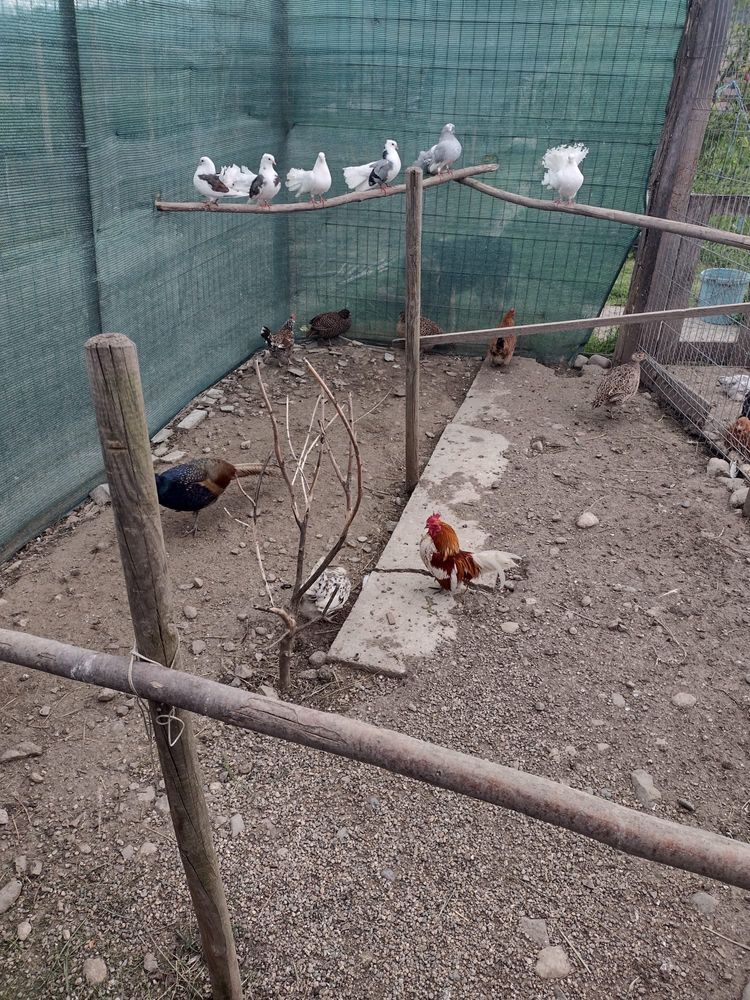 Vand gaini si cocosi pitici