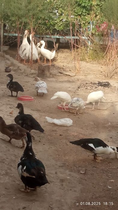 Продаются индоутки на праздничный новогодний стол