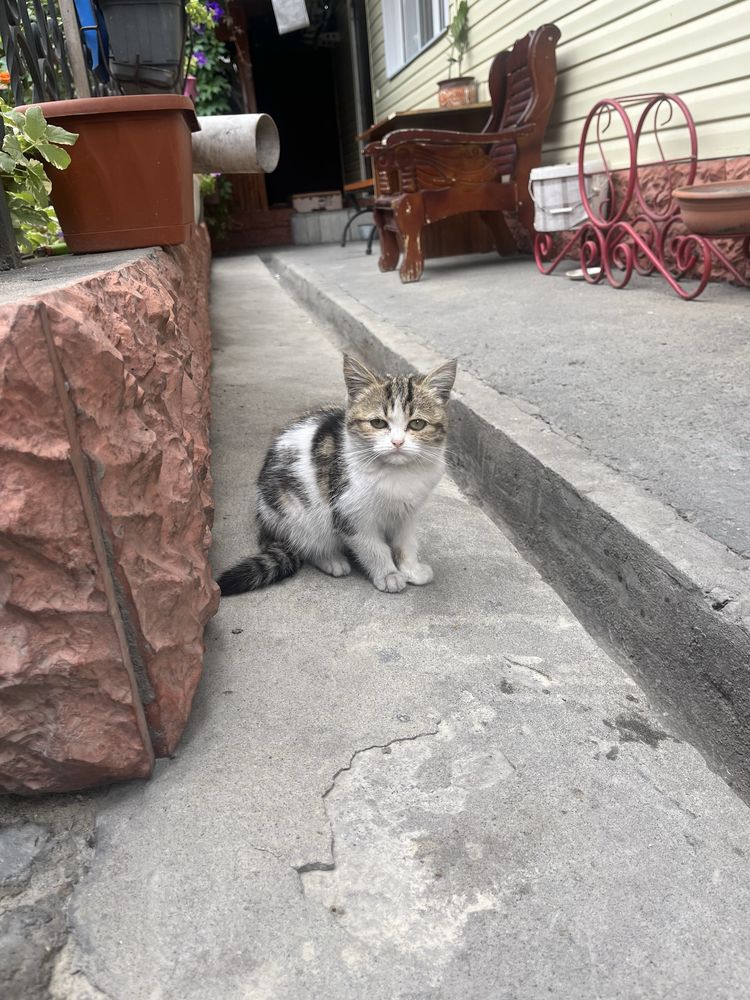 Одам котёнка девочка