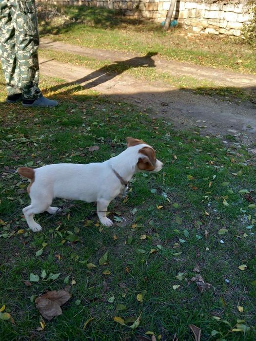 Породисти Джак Ръсел