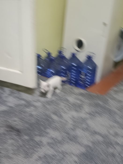 Mushuklar bepul beriladi