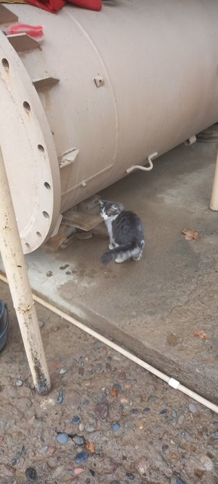 Mushuklar tekinga beriladi